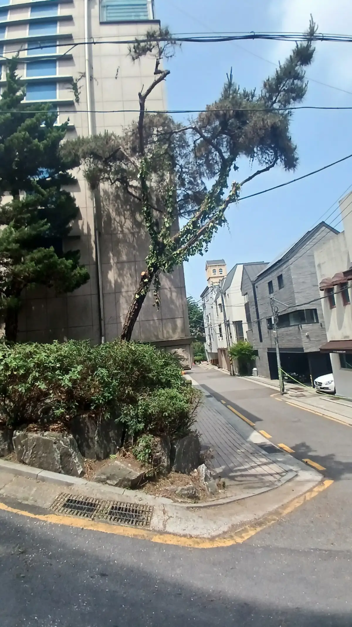 서초구 전기줄 걸린 나무 가지치기 작업 전 현장