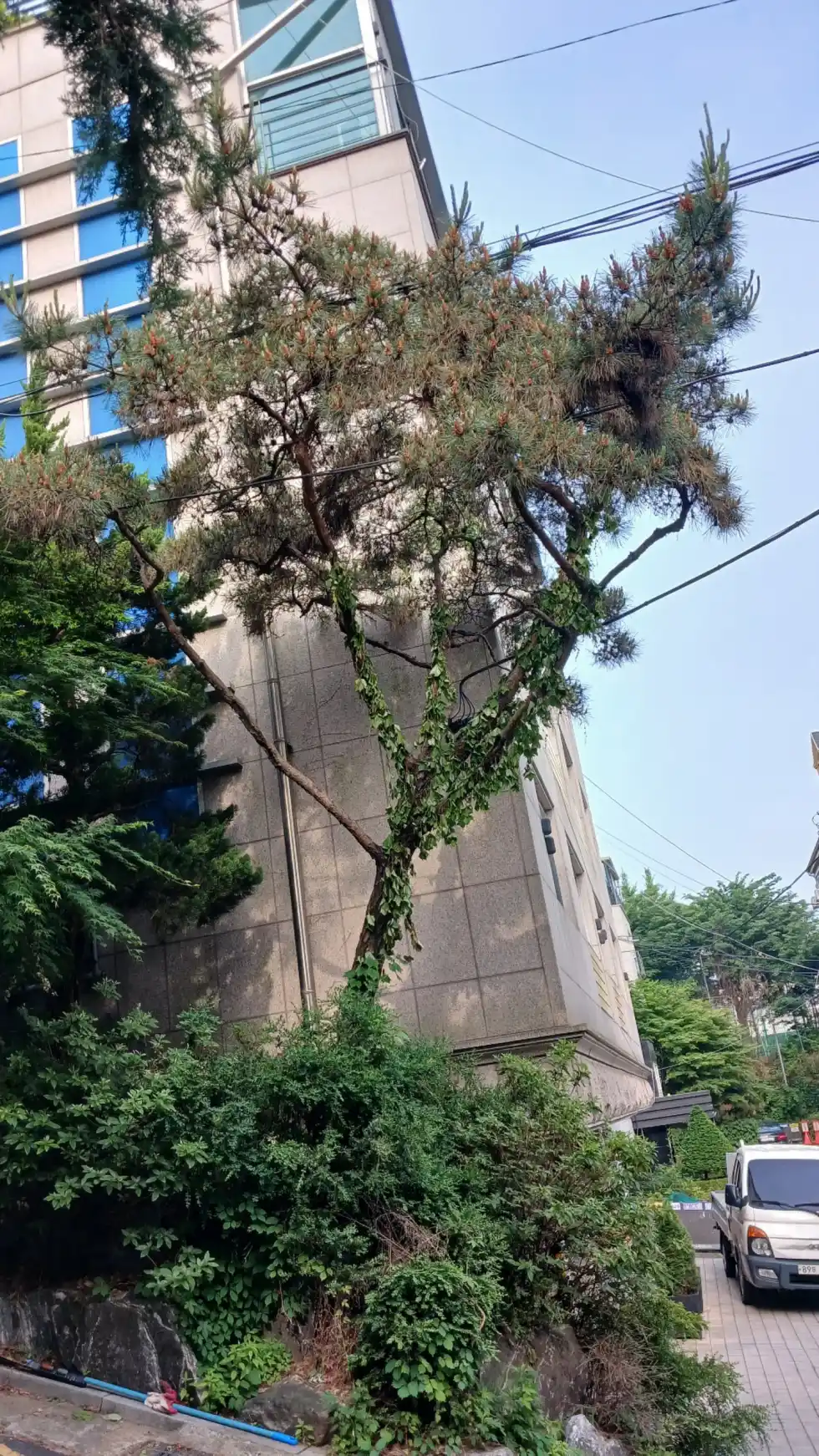 전기줄에 닿은 나무 가지치기 후 정리된 서초구 주택 마당